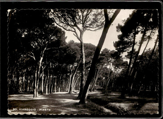 cartolina postcard #90 Viareggio Pineta Milan